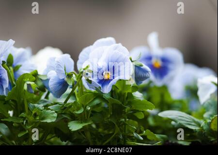 Stiefmütterchen schließen im Sommer Stockfoto