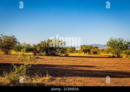 Eine Angus Kuh und ein Kalb grasen auf dem offenen Bereich in Cochise County, Arizona. Stockfoto