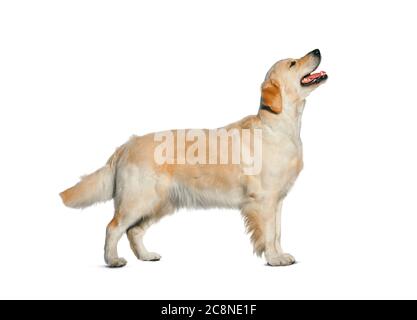 Golden Retriever steht auf weiß, isoliert Stockfoto