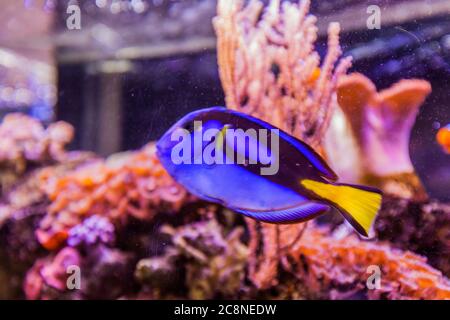 Meerwasseraquarium tropische Fische, lebendige Farbe, Unterwasserwelt. Stockfoto