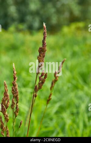 Carex appropinquata, faseriger Zwickel, Arten von blühenden Pflanzen in der Familie der Cyperaceae Stockfoto
