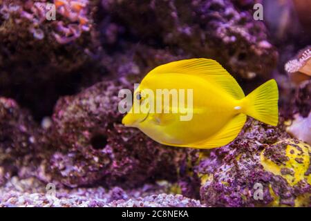 Meerwasseraquarium tropische Fische, gelber Schwanz tang, Zebrasoma, lebendige Farbe, Unterwasserwelt. Stockfoto