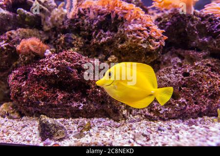 Meerwasseraquarium tropische Fische, gelber Schwanz tang, Zebrasoma, lebendige Farbe, Unterwasserwelt. Stockfoto