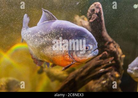 Piranha im Aquarium, Südamerikanische Süßwasserfische. Stockfoto