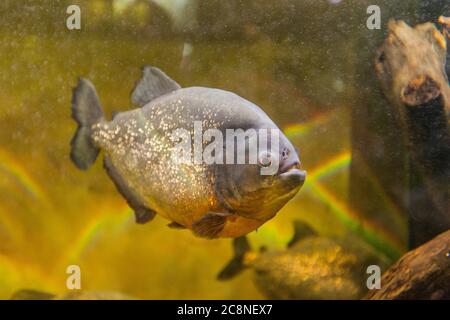 Piranha im Aquarium, Südamerikanische Süßwasserfische. Stockfoto