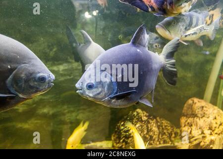 Piranha im Aquarium, Südamerikanische Süßwasserfische. Stockfoto