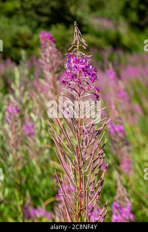 Im Sommer werden in der englischen Landschaft Feuerpflanzen Pflanzen Stockfoto