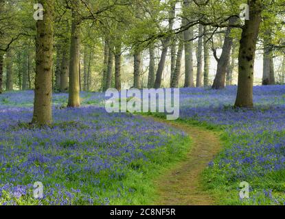 Ein gewundener Weg durch die Bluebells bei Blickling. Stockfoto