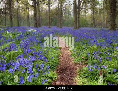 Ein kleiner Weg durch die Bluebells bei Blickling. Stockfoto