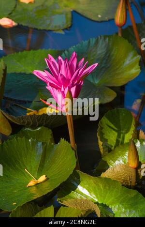 Nahaufnahme einer blühenden Blume einer roten Seerose (Nymphaea rubra). Sri Lanka Stockfoto