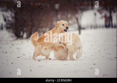 Zwei spielen goldene Retriever im Winter Tag Stockfoto
