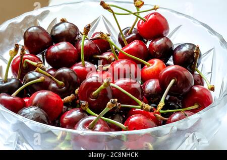 Ernte frisch geernteter Süsskirschen aus nächster Nähe. Reife rote und schwarze süße Beeren aus dem eigenen Garten. Gartenarbeit. Gesunde, süße Speisen. Stockfoto