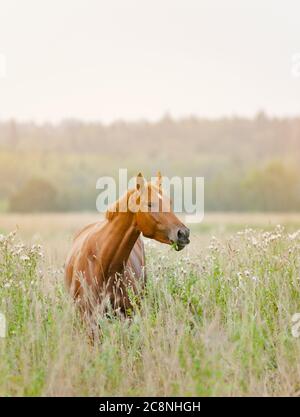 Pferd am frühen Morgen im Feld Stockfoto