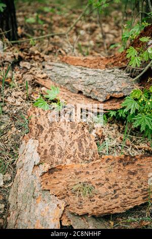 Der Alte Kiefernrind Fiel Von Insekten - Ameisen Vom Schaden Des Baumstamms Ab Stockfoto