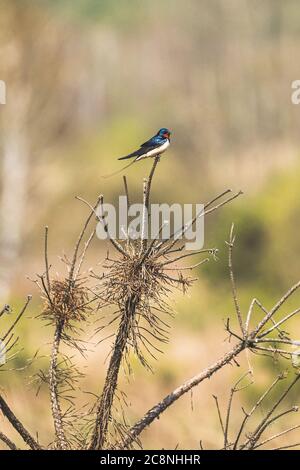 Wildwaldvogel Schwalbe Sitzt Auf Der Spitze Der Trockenen Kiefer Zweig In Der Frühjahrssaison. Weißrussland, Weißrussland Natur, Tierwelt Stockfoto