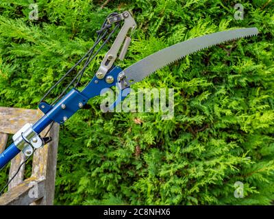 Nahaufnahme eines manuellen Stangenschneidemagers mit Sägevorrichtung, neben einem Nadelbaum, mit Schnur, Riemenscheibe und Federmechanismus zur Aktivierung des Schneidblatts. Stockfoto