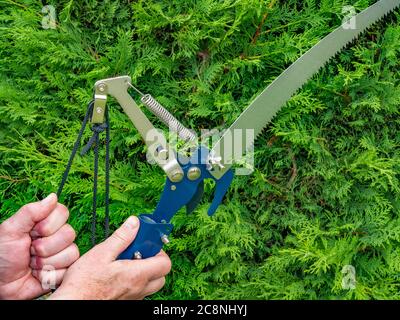 Nahaufnahme der Hände eines Mannes, der einen Stangenschneider mit Sägevorrichtung hält, während er an einer Schnur zieht, um das Schneideblatt neben einem Nadelbaum zu aktivieren. Stockfoto