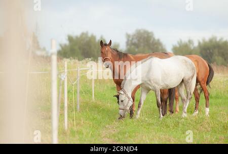 Gruppe von Pferden auf dem Bauernhof grasen Stockfoto