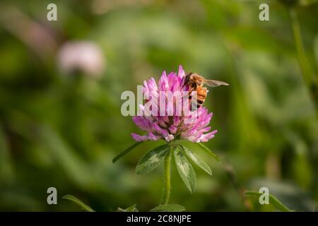 Biene auf der Blume während des Tages im Sommer. Nahaufnahme. Stockfoto
