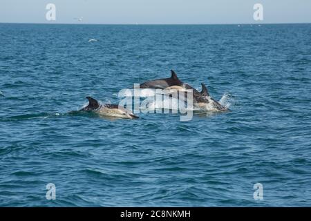 Delphinus delphis, kurz schnabelartig, springt vor der Küste von Devon. Devon England GB Stockfoto