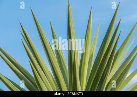 yucca Palmenblätter auf blauem Himmel Hintergrund Stockfoto