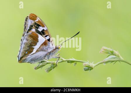 Der schöne purpurne Kaiser (Apatura Iris) Stockfoto