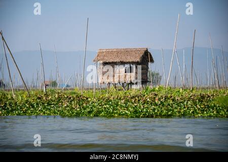 Inle Lake, Myanmar - Januar 2020: Typisches Shack auf Stelzen, umgeben von Nutzpflanzen, die auf künstlich erschlossenen Inseln rund um den Inle Lake angebaut werden. Stockfoto