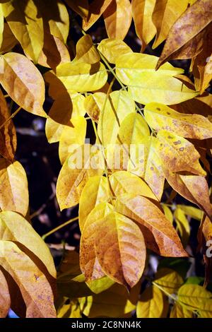 Leaves turning a golden yellow in the Autumn fall stock photo Stockfoto