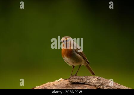 Robin (Erithacus rubecula), Portrait, Dumfries, SW Schottland Stockfoto