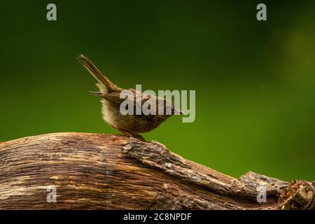 Robin (Erithacus rubecula), Jungling auf log, Dumfries, SW Schottland Stockfoto