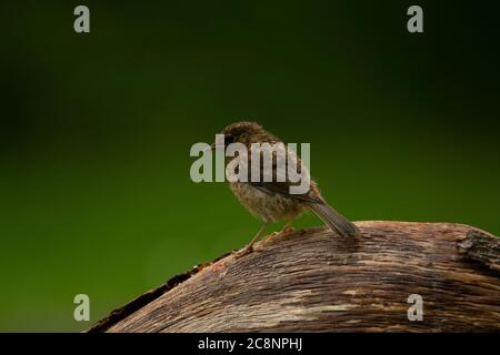 Robin (Erithacus rubecula), Dumfries, SW Schottland Stockfoto