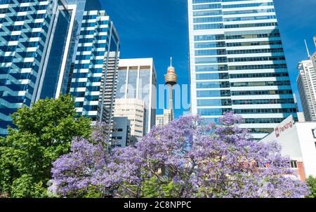 SYDNEY - OKTOBER 2015: Gebäude des Darling Harbour. Sydney zieht jährlich 30 Millionen Menschen an. Stockfoto