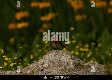 Robin (Erithacus rubecula), Dumfries, SW Schottland Stockfoto