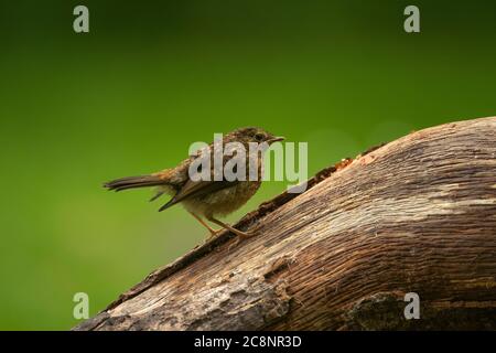 Robin (Erithacus rubecula), fliehend auf log, Dumfries, SW Schottland Stockfoto