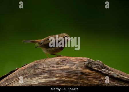 Robin (Erithacus rubecula), Dumfries, SW Schottland Stockfoto