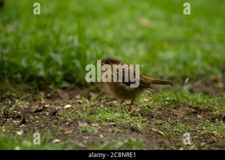 Robin (Erithacus rubecula), Jungling, Dumfries, SW Schottland Stockfoto