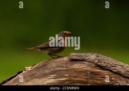 Robin (Erithacus rubecula), Dumfries, SW Schottland Stockfoto