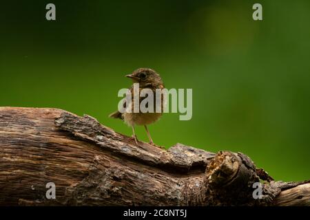 Robin (Erithacus rubecula), Jungling auf log, Dumfries, SW Schottland Stockfoto