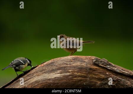 Robin (Erithacus rubecula), Jungling auf log, Dumfries, SW Schottland Stockfoto