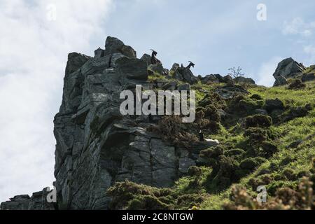 Feral Ziegen im Tal der Felsen Klippe Küstenweg in der Nähe von Lynton Devon UK Stockfoto