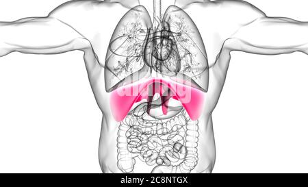 Membran menschliche Atemwege Anatomie für medizinisches Konzept 3D Illustration Stockfoto