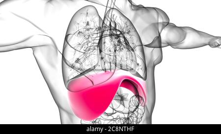 Membran menschliche Atemwege Anatomie für medizinisches Konzept 3D Illustration Stockfoto