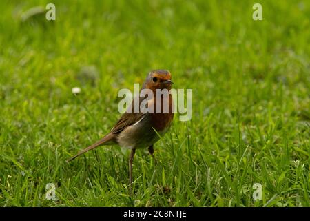 Robin (Erithacus rubecula), Dumfries, SW Schottland Stockfoto