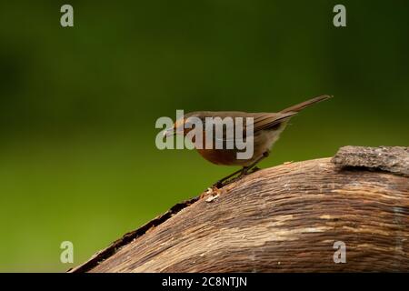 Robin (Erithacus rubecula), Dumfries, SW Schottland Stockfoto