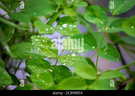 Nahaufnahme von Wassertropfen auf grünes Blatt Stockfoto