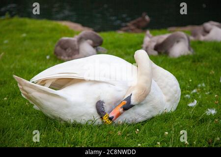 Neu gekennzeichneter Schwan, neuer gelber Beinring und Nummer, adulter weißer Schwan, der versucht, die Tag-Nummer zu entfernen. Erfasstes Tier, getaggt und realisiert, gesund Stockfoto