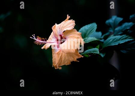 Schöner Hibiscus rosa-sinensis, Schuhblütenorange im Garten, Wald Stockfoto