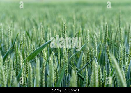 Nahaufnahme von grünem Weizen auf landwirtschaftlichem Feld. Junge Weizenohren wachsen und reifen im biologischen Getreideanbau. Grundnahrungsmittel für eine gesunde Ernährung. Stockfoto