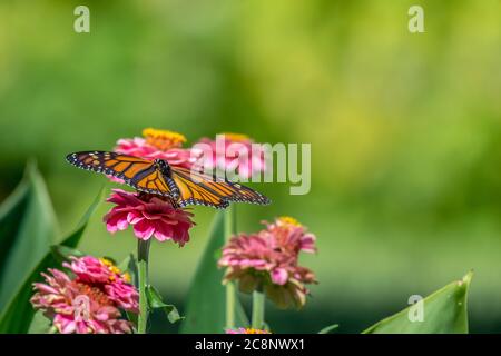 Nahaufnahme eines schönen leuchtend orangen und schwarzen Monarchschmetterlings, der sich in einem Garten mit einer leuchtend rosa Zinnienblüte ernährt. Stockfoto
