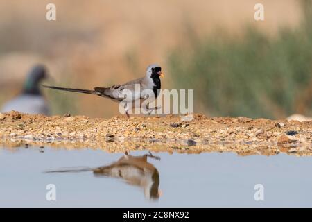 Namaqua Taube (Oena Capensis) Stockfoto